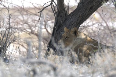 Ulusal parktaki kuru ağaçta yürüyen aslan.