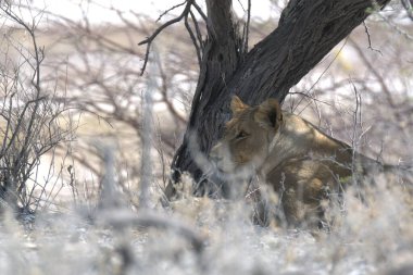 Ormanda yürüyen bir aslan.