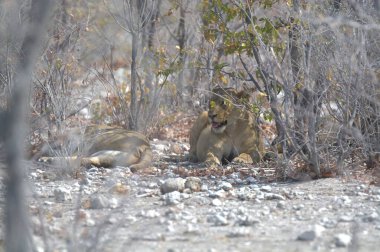 Ormandaki bir grup genç aslan.