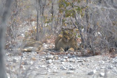 Ormanda yürüyen bir aslan.