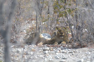 Gri başlı kurt (kanis lupus) )