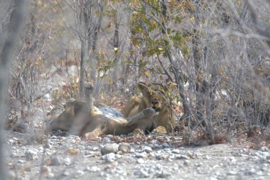 Hayvanat bahçesindeki aslan