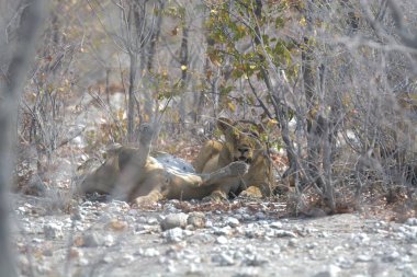 Kaplan ormanda uyuyor.