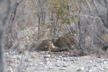 Ormandaki bir grup hayvan.