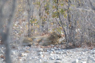 Hayvanat bahçesindeki aslan