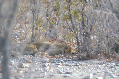 Hayvanat bahçesinde bir aslan