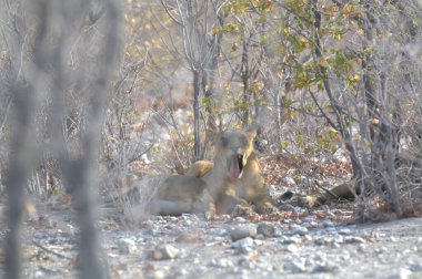 Ormanda kızıl tilki