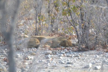 Hayvanat bahçesindeki aslan.