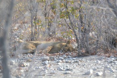 Ormandaki beyaz bir aslanın yakın plan fotoğrafı.