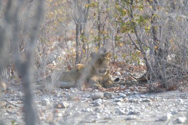 Bir kedi karda oturuyor.