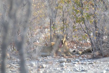 Akşam ışığında hayvanat bahçesinde kırmızı kurt