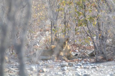 Ormandaki genç bir aslanın güzel bir fotoğrafı.