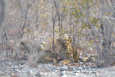Aslan (panthera tipanthera) Güney Afrika 'daki Kruger Ulusal Parkı' nda