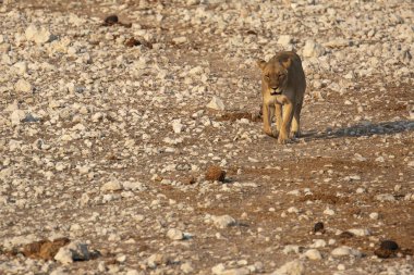 Namibya 'daki vahşi aslan