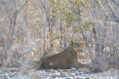 Hayvanat bahçesindeki aslan