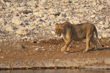 Afrika aslanı (panthera leo )