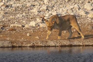 Vahşi Afrika boğası nehirdeki bir delikten su içiyor.
