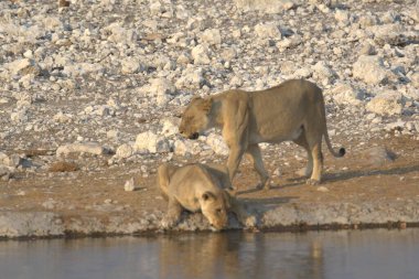 Etoşa, namibya ve Afrika 'daki delikte su içen beyaz aslan.
