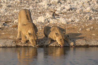 Bir grup vahşi aslanın su içişini yakından çekeceğiz.