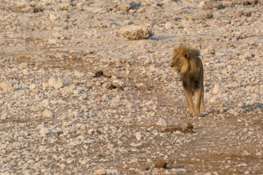 Afrika 'da, bozkırda bir aslan
