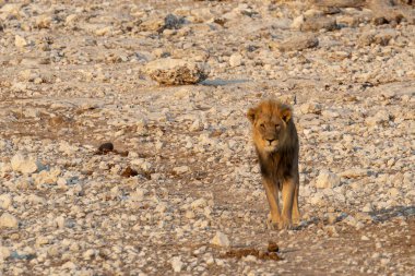 Vahşi hayvanlar, seçici odaklanma