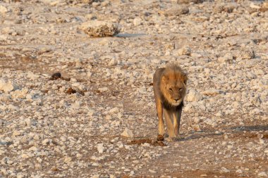 Namibya 'daki Etoşa Milli Parkı' nda aslan.