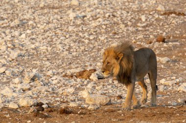 a closeup shot of lion on the sand