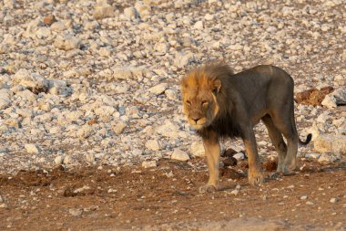 lion at the african savannah, south africa