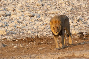 Afrika savanındaki aslan.