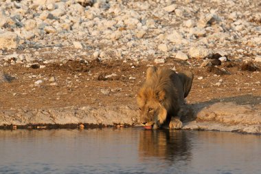 Sudaki beyaz bir aslana yakın çekim.
