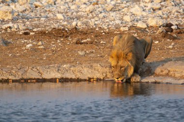 Aslan su birikintisinden su içiyor.