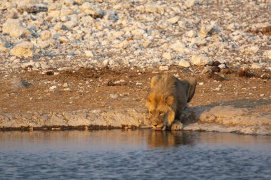 lion drinking from water of etosha national park, namibia