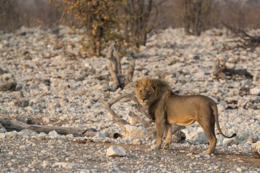 Kruger Park 'taki erkek aslan.