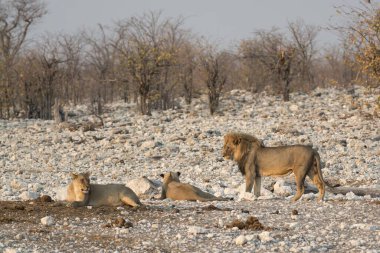 Afrika 'nın bozkırında bir grup aslan.