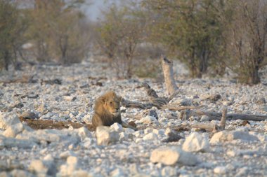 Namibya 'daki Etosha Milli Parkı' nda Aslan
