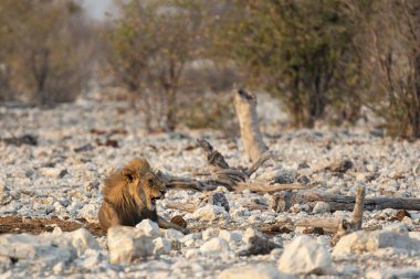 Kenya savanındaki aslan