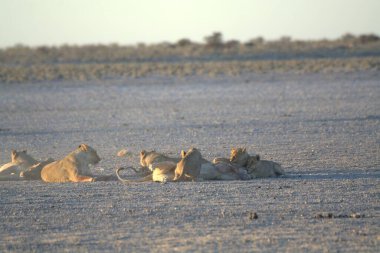 Afrika bozkırında bir grup aslan.