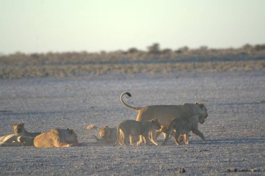 Afrika savanındaki vahşi hayvanlar.