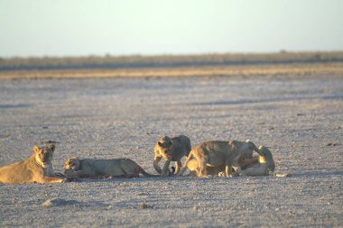 lion family on the ground in etosha national park