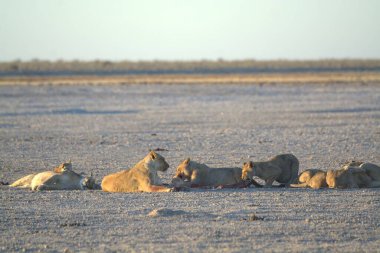 Kenya 'daki savanda aslanlar