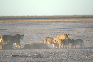 Çöldeki bir grup vahşi hayvan.