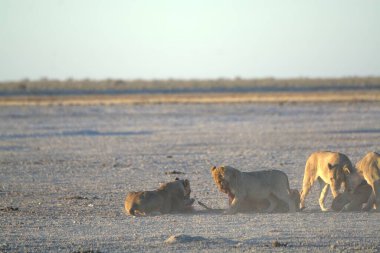 Savanadaki vahşi Afrika aslanı.