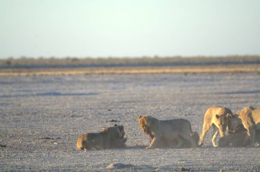 Aslanlar etkin ulusal Park'ta