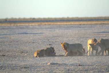 Afrika aslanı Kruger National park, Güney Afrika