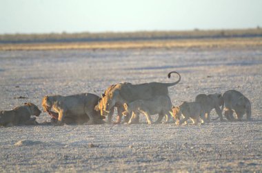 Savanadaki genç bir aslanın güzel bir görüntüsü.
