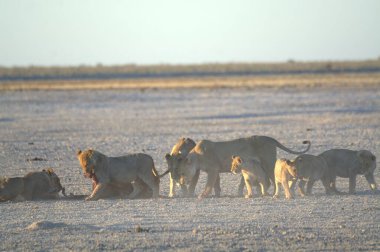 Kenya 'da bir savanda aslanlar