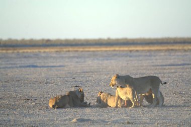 lions on the ground in the etosha national park in namibia