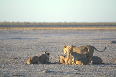 Namibya 'da Etoşa' da aslanlar