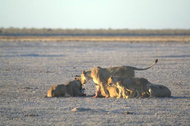 Savanada bir aslan sürüsü
