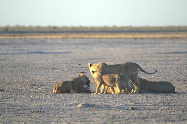 Savanadaki bir grup aslan.